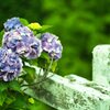 六甲の紫陽花