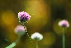 秋の思い出　千日紅