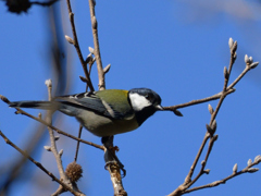 シジュウカラ　昆陽池