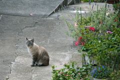 路地の猫