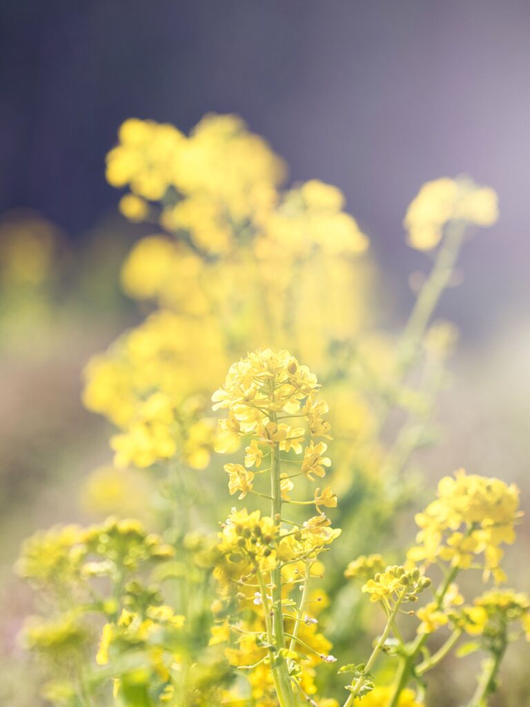 菜の花　宝塚西谷