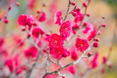 紅梅