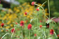 野の花　能勢