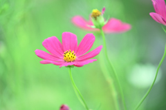 赤い秋桜