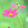 赤い秋桜