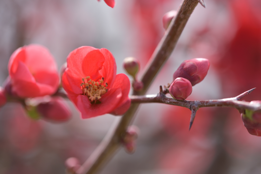 木瓜の花