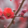 木瓜の花