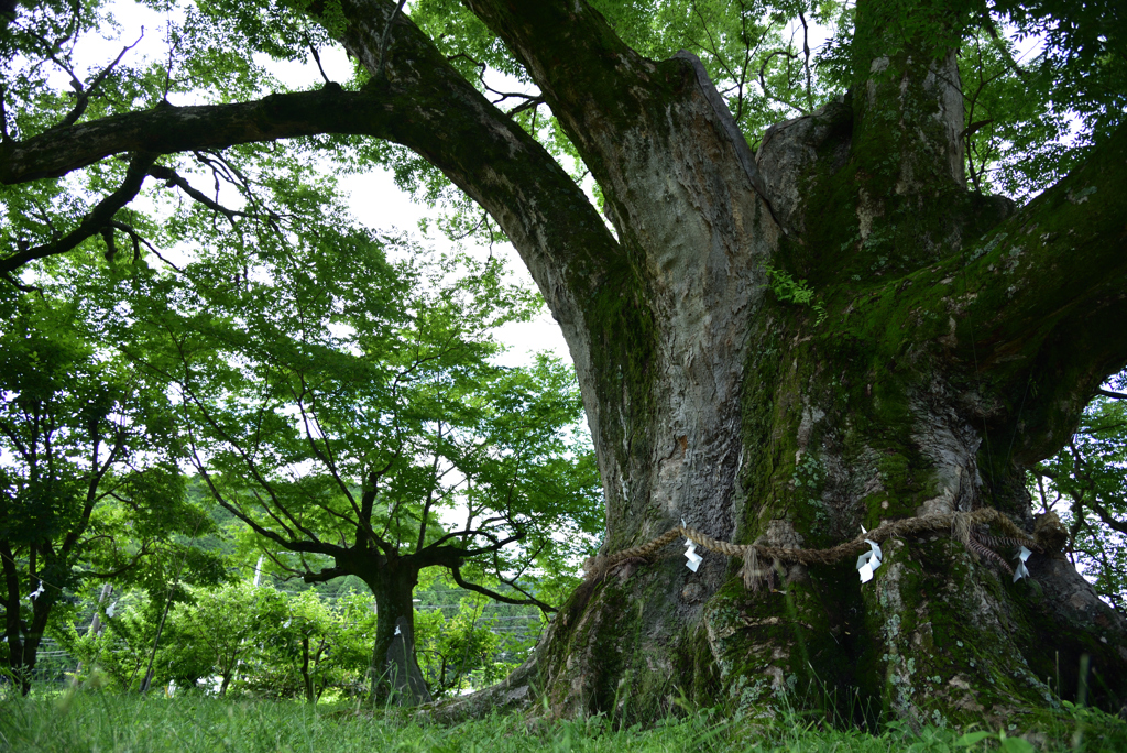 鎮守の森