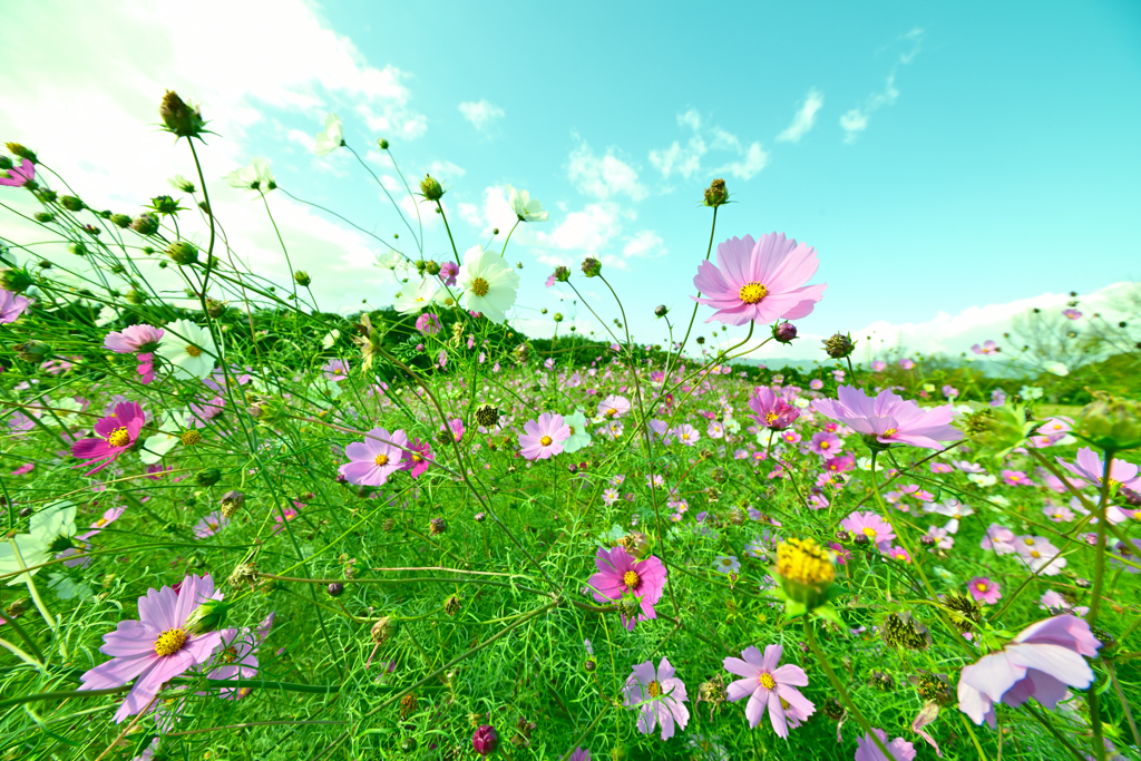 風　コスモスの丘