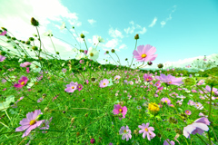 風　コスモスの丘