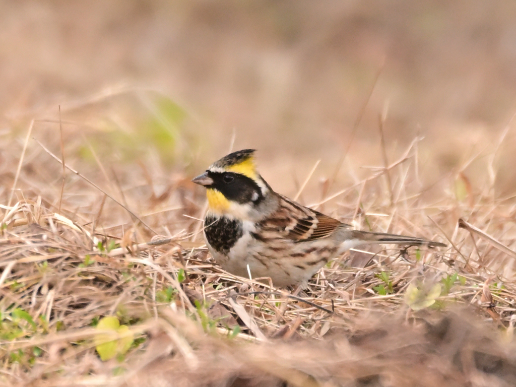 落穂拾い　ミヤマホウジロ