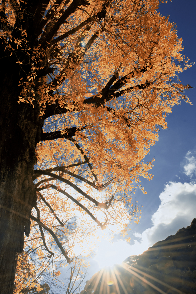 銀杏の空