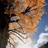 銀杏の空