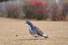 木瓜と鳩