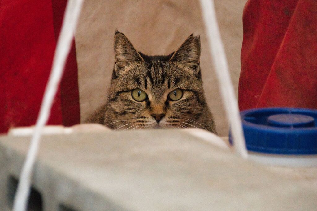 路地の猫