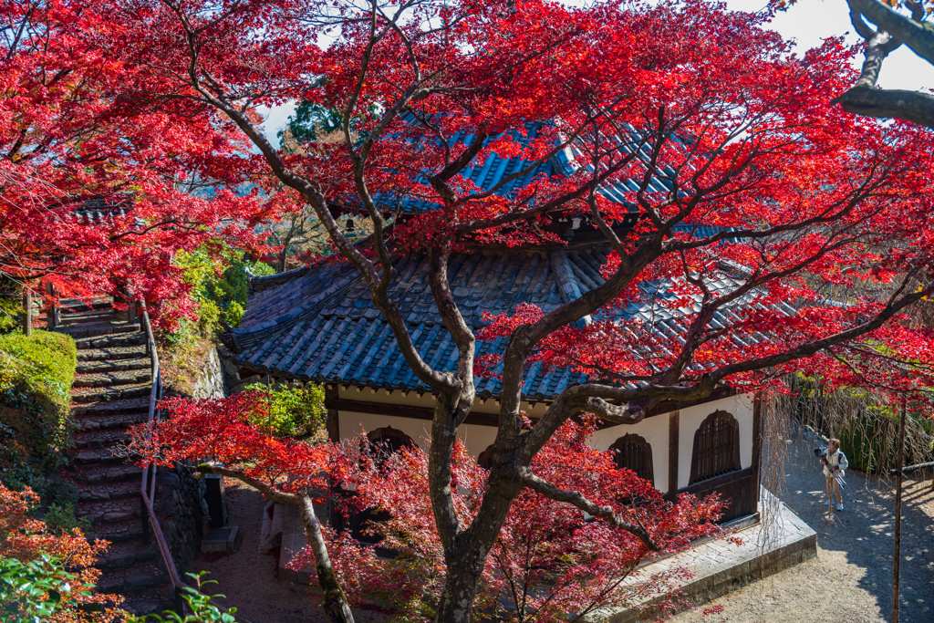 秋色 善峯寺②