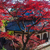 秋色 善峯寺②