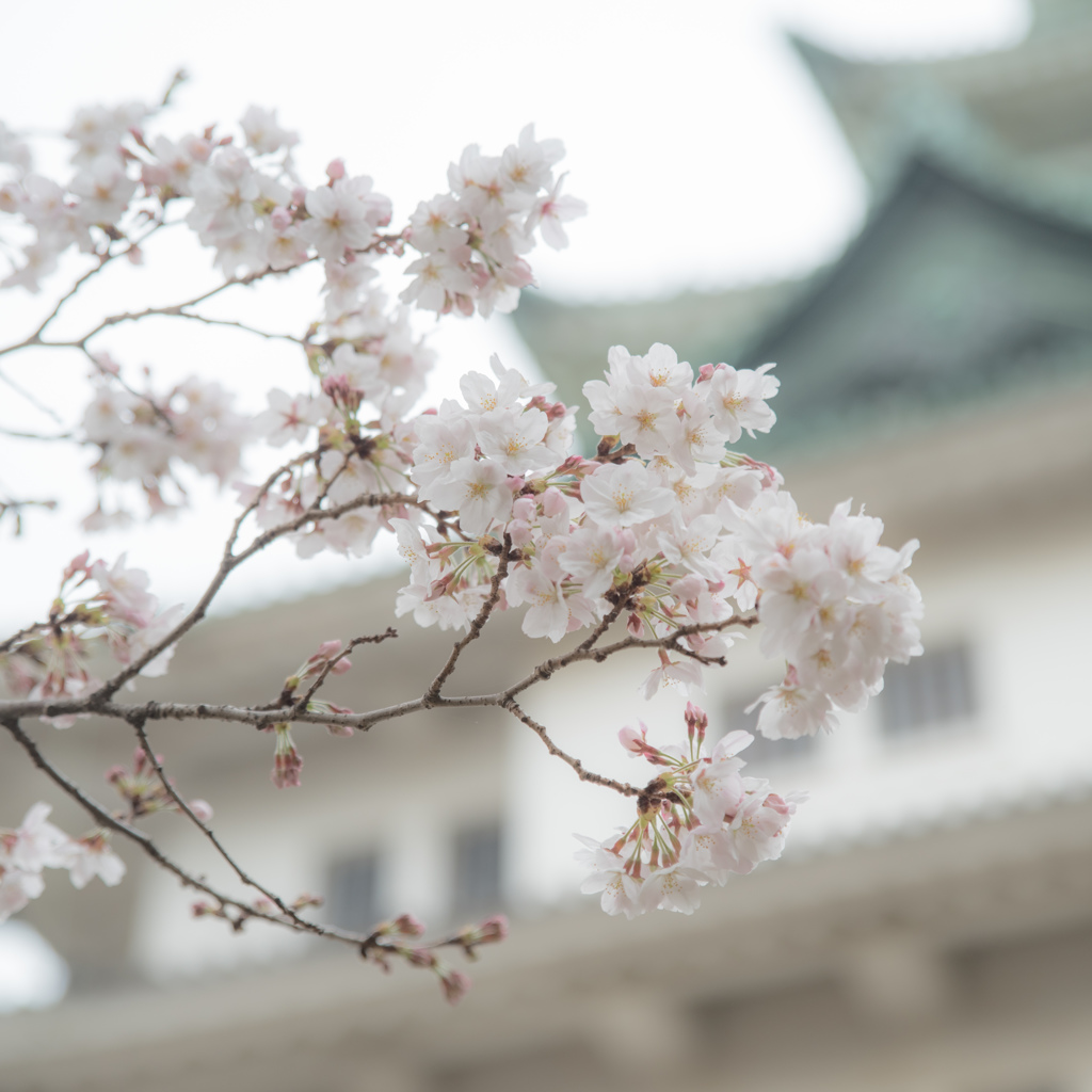 花曇り②