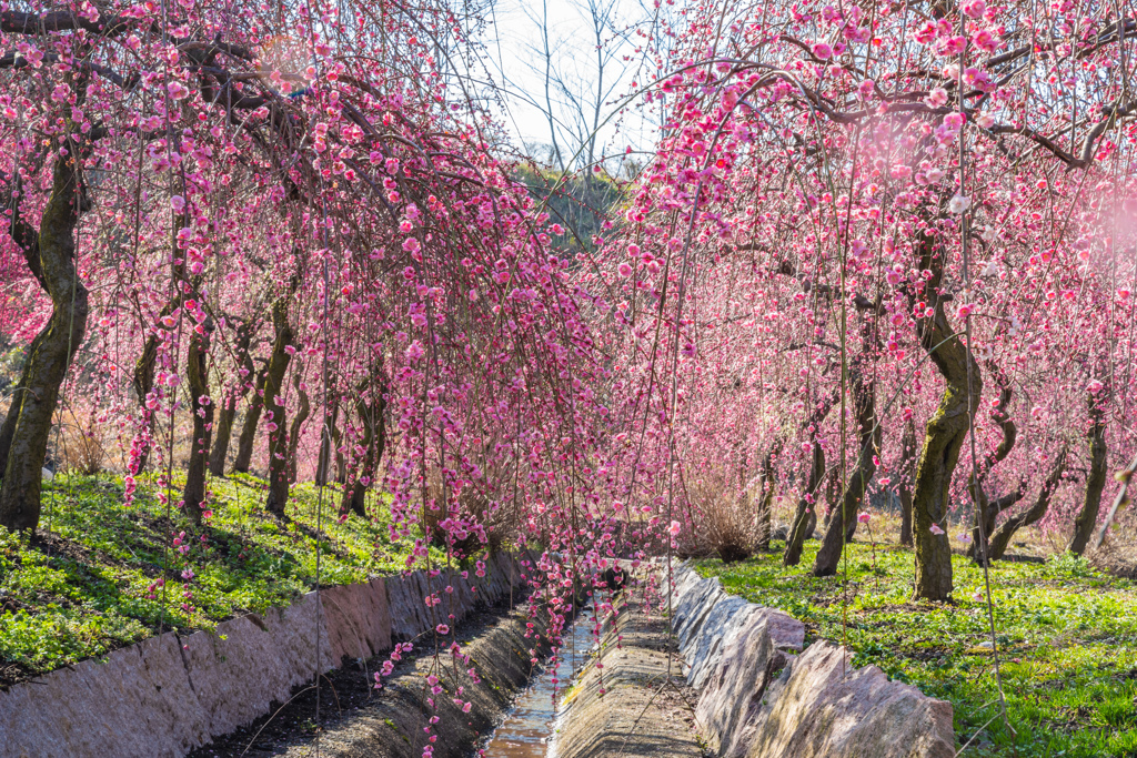 いなべ市梅林公園