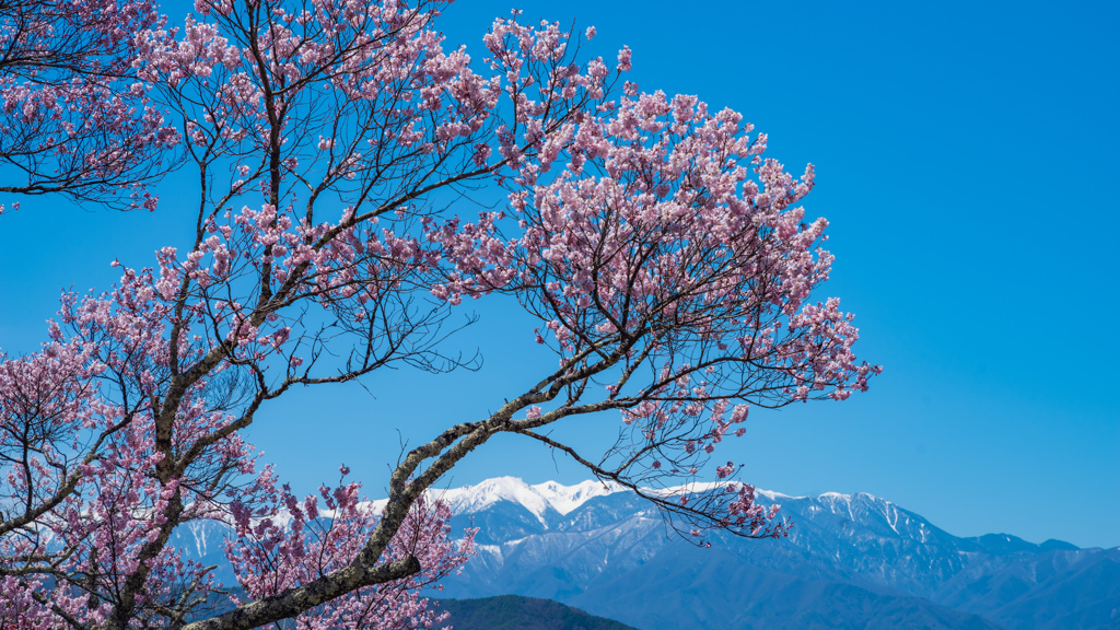 小彼岸桜☆木曽山脈