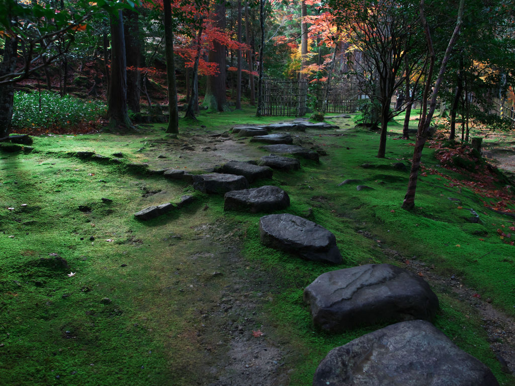 湖東三山 西明寺の苔