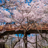 桜の雲