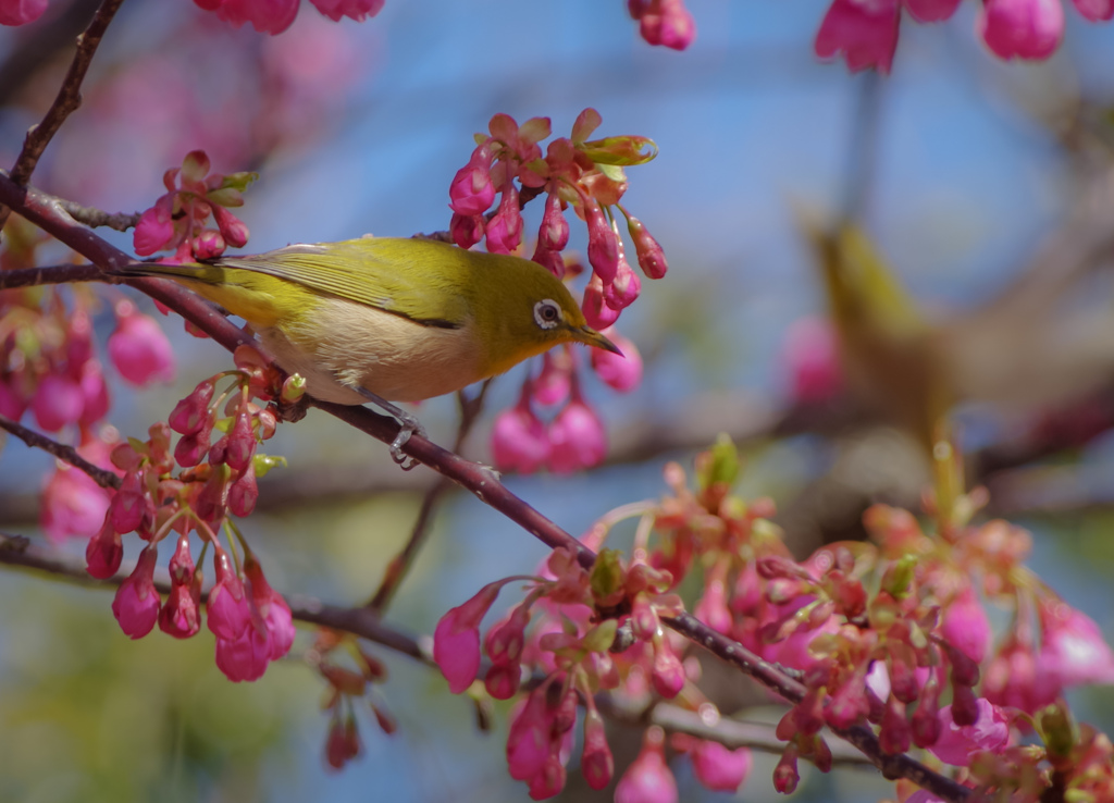鈴鹿の森①