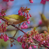 鈴鹿の森①