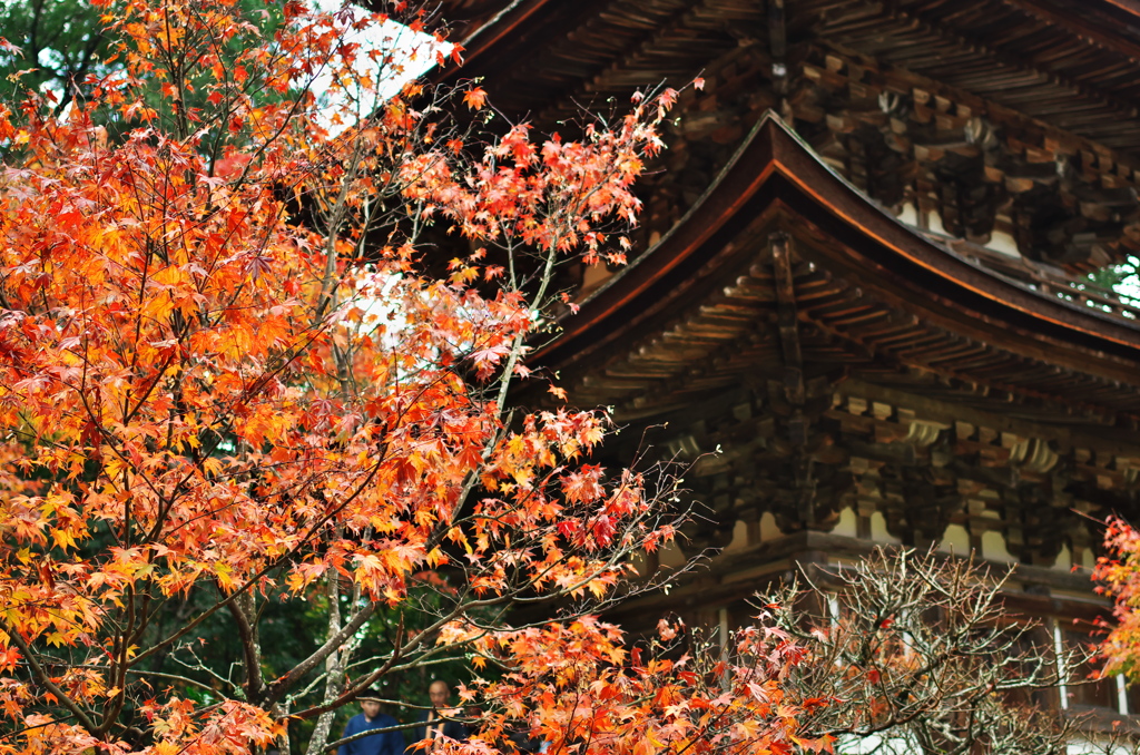 湖東三山 西明寺 三重塔