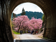 長篠河津桜トンネル