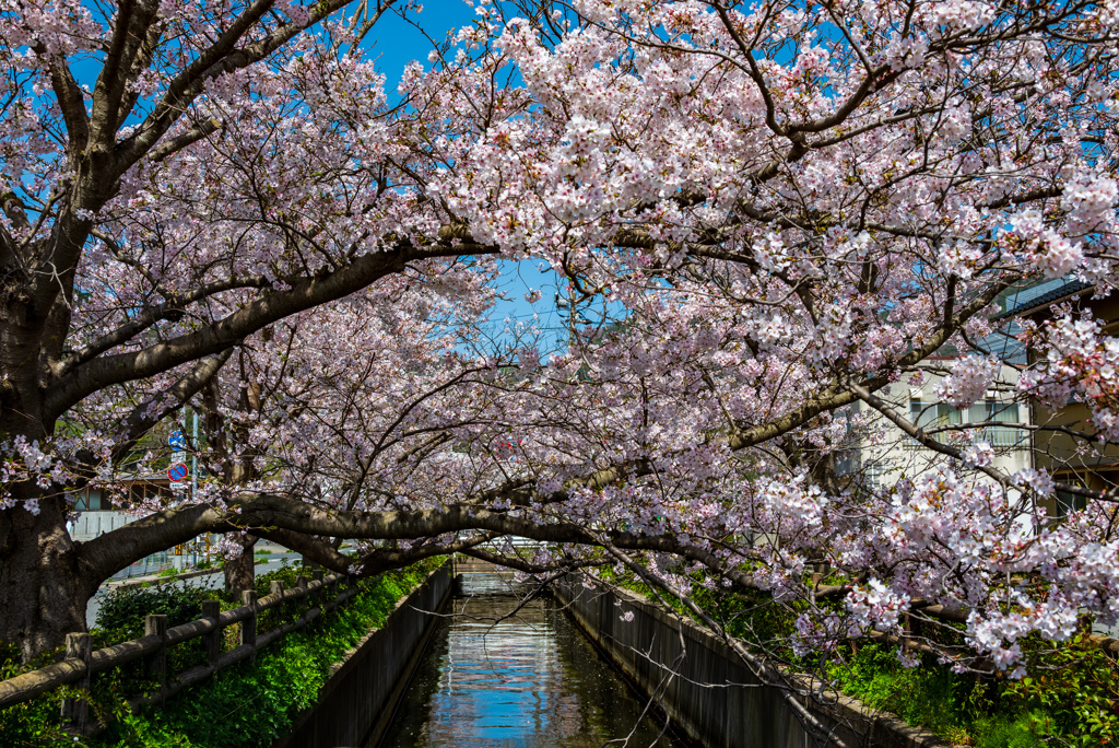 桜 in 水木しげるロード