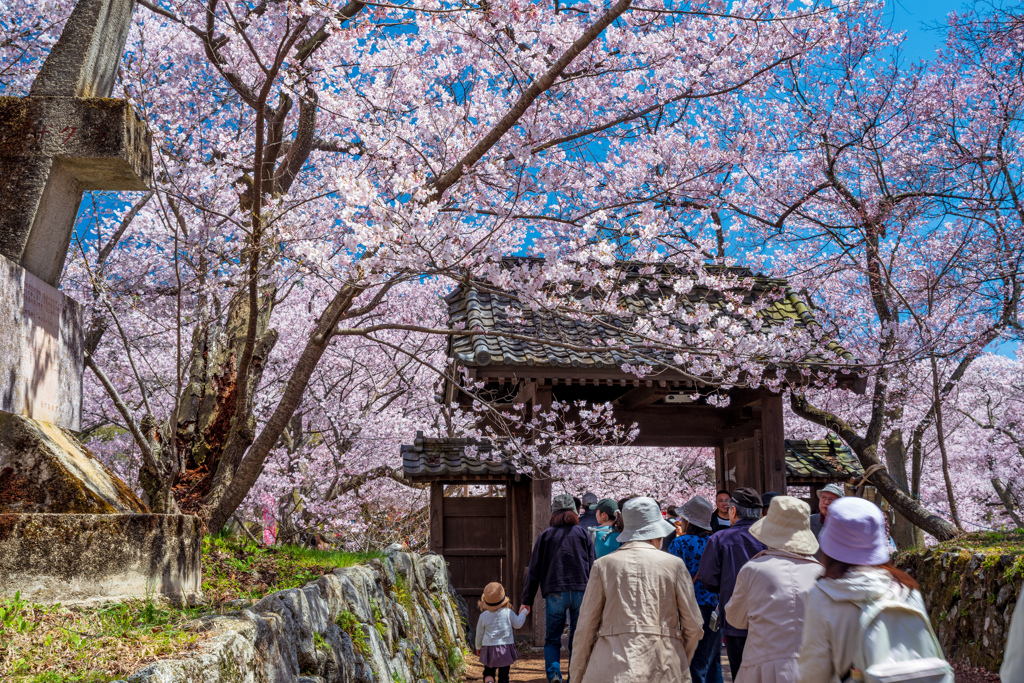 小彼岸桜　蔵出し③