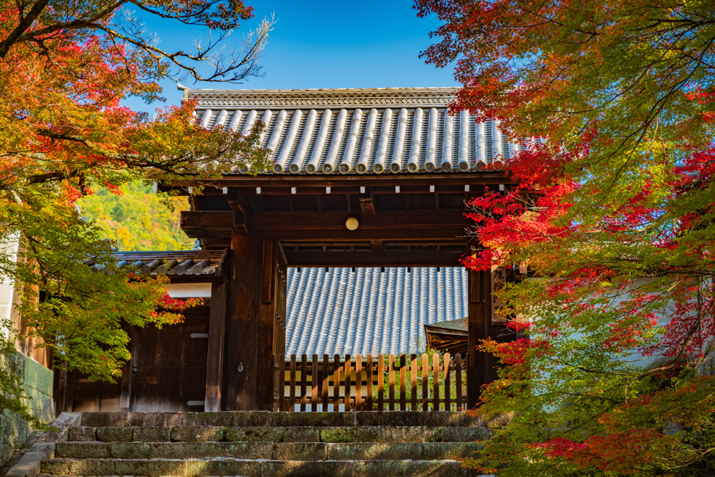 秋色 曼殊院門跡