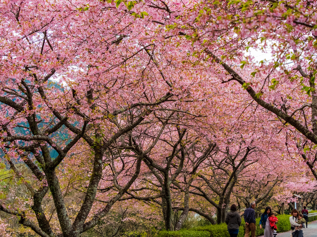 葉桜並木