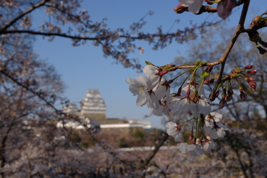 姫路城　桜