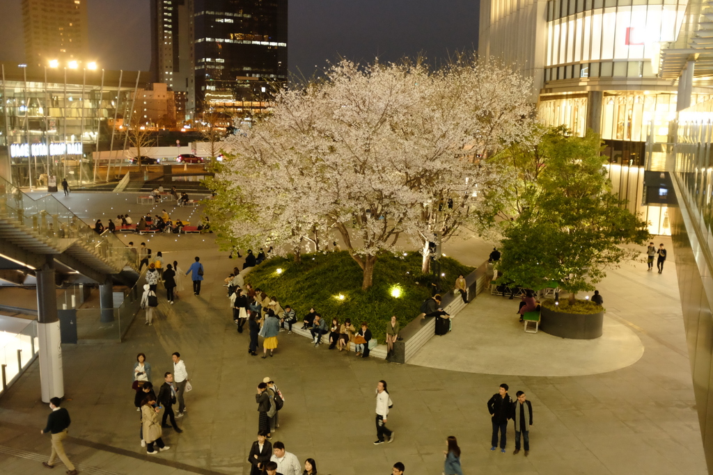 梅田　桜