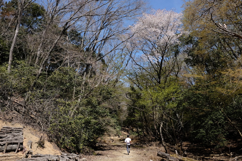 山桜