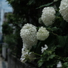 紫陽花（白）
