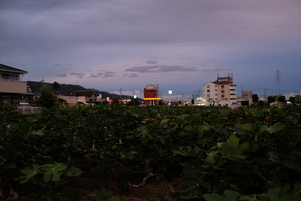 無花果