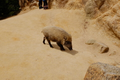 風吹岩の猪