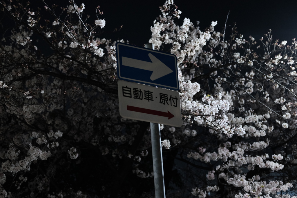 夜桜