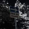 夜桜