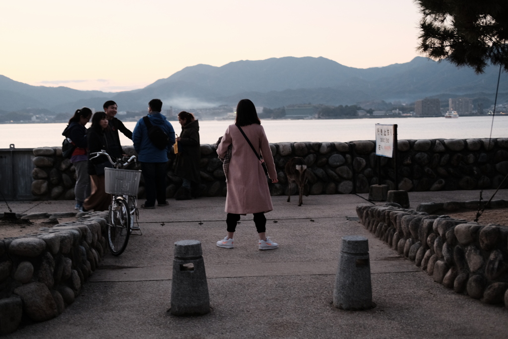 宮島　大地を踏みしめる