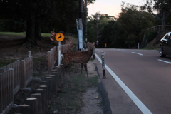 奈良公園　鹿