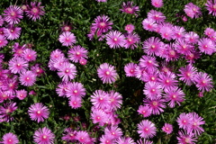 ピンクの花