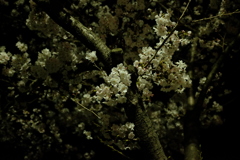 夜桜