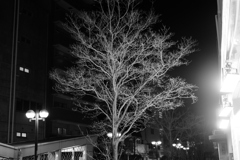 夜の樹木