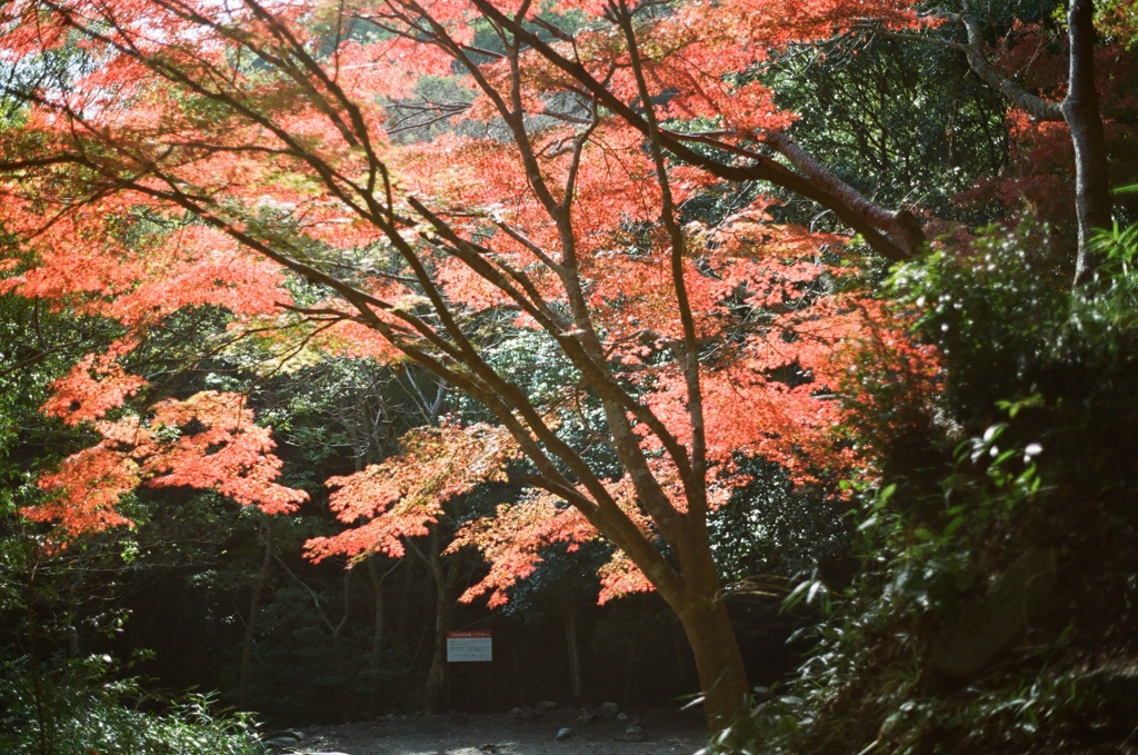 市ケ原　紅葉