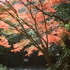 市ケ原　紅葉