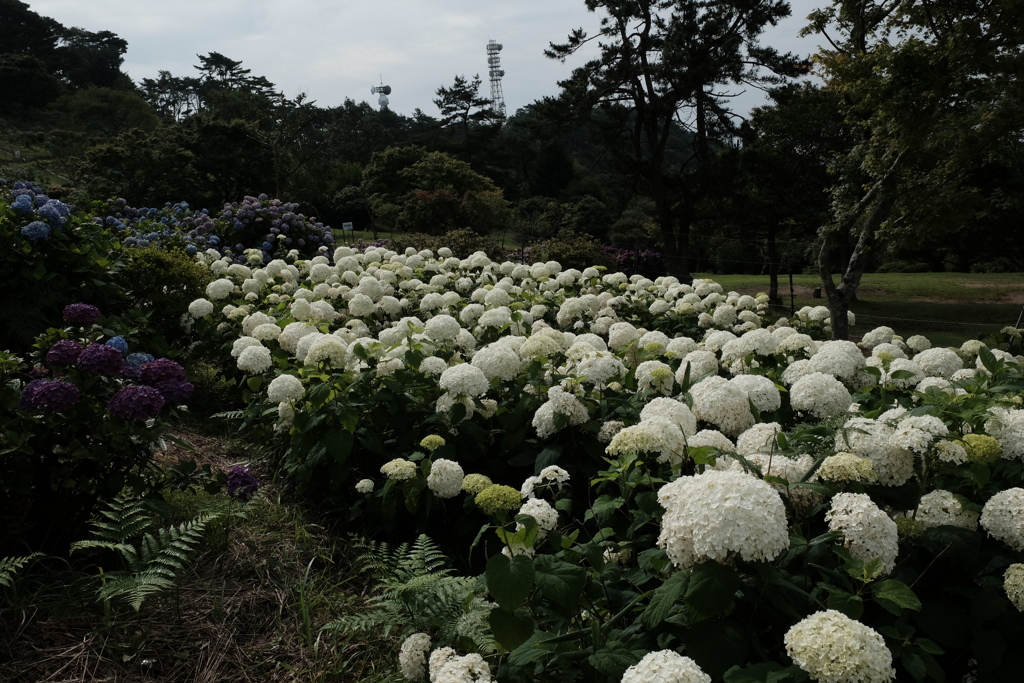 紫陽花（大野山）